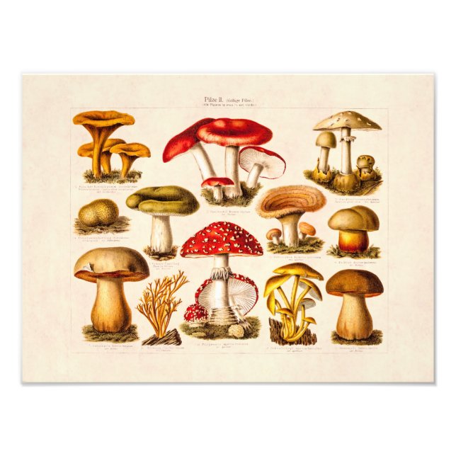 Foto Vintage 1800s Mushroom Variety Red Mushroom (Frente)