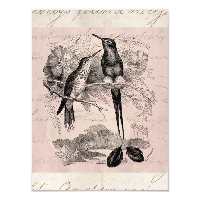 Foto Vintage 1800s Racket-Tail Hummingbird Racquet (Frente)