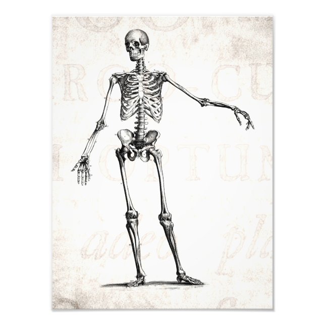 Foto Vintage 1800s Skeleton Retro Skeletons Anatomia (Frente)