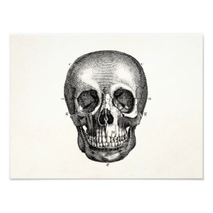 Foto Vintage 1800s Skull Retro Skeleton