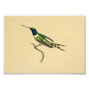 Foto Vintage 1830 Hummingbird Impressão Azul Verde