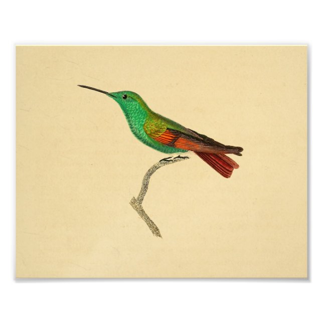 Foto Vintage 1830 Hummingbird Impressão Vermelho Verde (Frente)