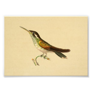 Foto Vintage 1830 Hummingbird Impressão Vermelho Verde