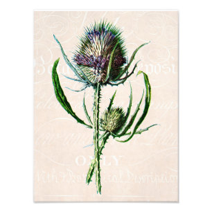 Foto Vintage 1902 Scottish Thistle Old Wild Flower