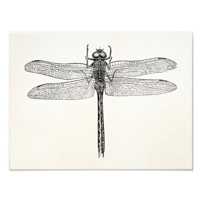 Foto Vintage American Dragonfly Dragon Modelo (Frente)