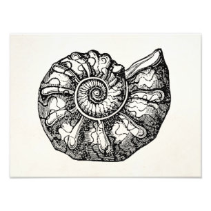 Foto Vintage Ammonite Seashell Fossil Shell Modelo