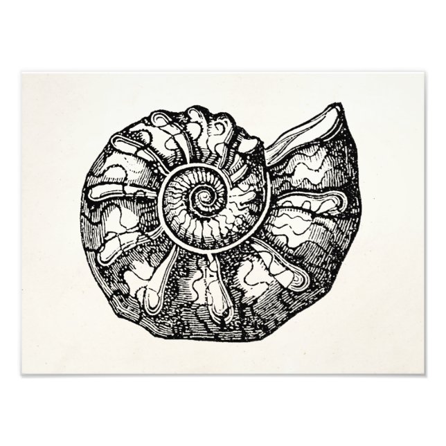 Foto Vintage Ammonite Seashell Fossil Shell Modelo (Frente)