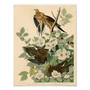 Foto Vintage Audubon Illustração Carolina Turtle Dove