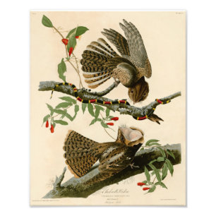 Foto Vintage Audubon Illustração Chuck Wills Viúva