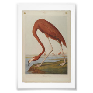 Foto Vintage Audubon Illustração Flamingo