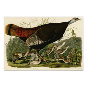 Foto Vintage Audubon Illustration Wild Turkey