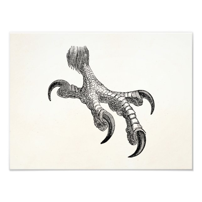 Foto Vintage Bald Eagle Claw Personalizou Pássaros (Frente)