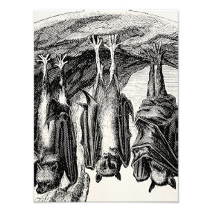 Foto Vintage Bat 1800s Voando Fox Bat