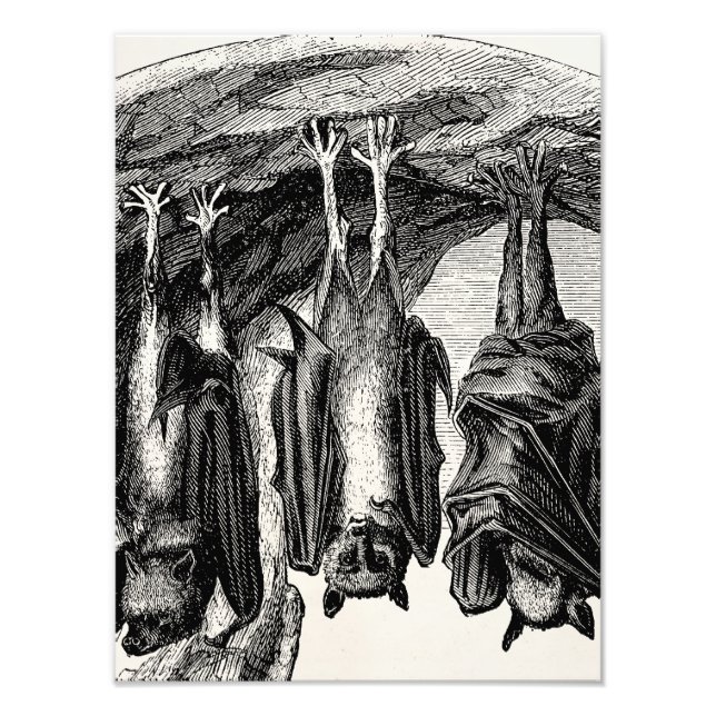 Foto Vintage Bat 1800s Voando Fox Bat (Frente)