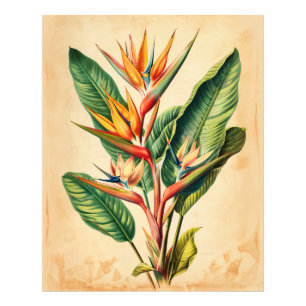 Foto Vintage Bird of Paradise Illustration