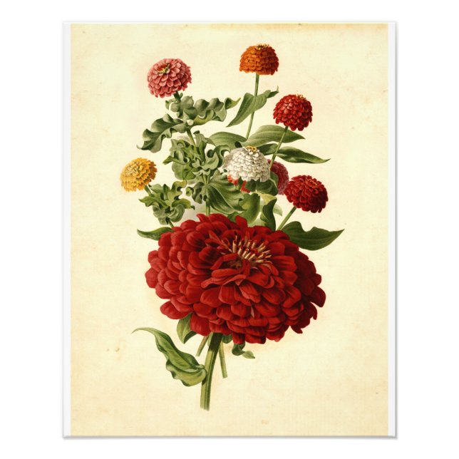 Foto Vintage Botanical Illustration Floral Art (Frente)