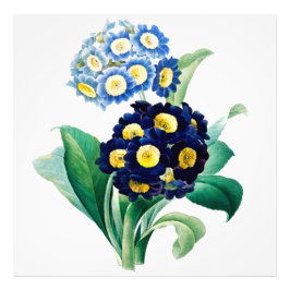 Foto Vintage Cowslip Primrose botânica