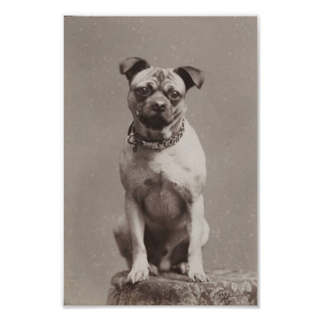 Foto Vintage Dog (Frente)