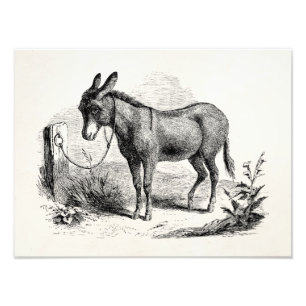 Foto Vintage Doméstico Donkey Personalizado Macaco Retr