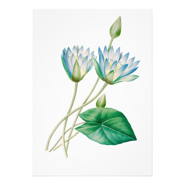 Foto Vintage Egípcia Lotus Flower Photo Extension (Frente)