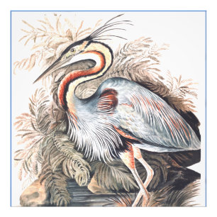 Foto Vintage Elizabeth Gwillim Purple Heron