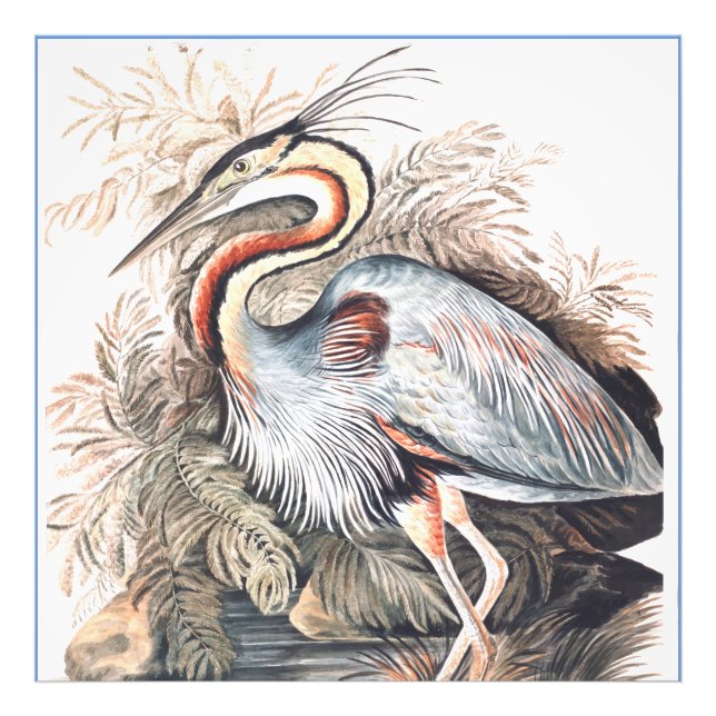 Foto Vintage Elizabeth Gwillim Purple Heron (Frente)