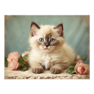 Foto Vintage, Gatinho Gatinho Gatinho, Flores De Retrat