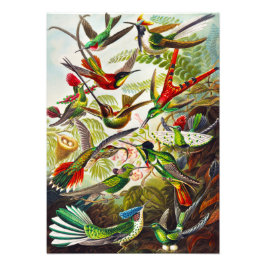 Foto Vintage Hummingbird por Ernst Haeckel