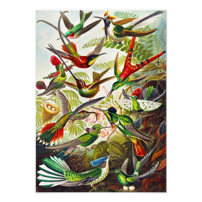 Foto Vintage Hummingbird por Ernst Haeckel (Frente)