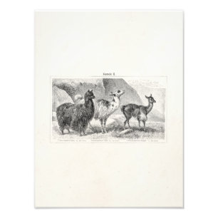 Foto Vintage Llama Alpaca Modelo Llamas Alpacas