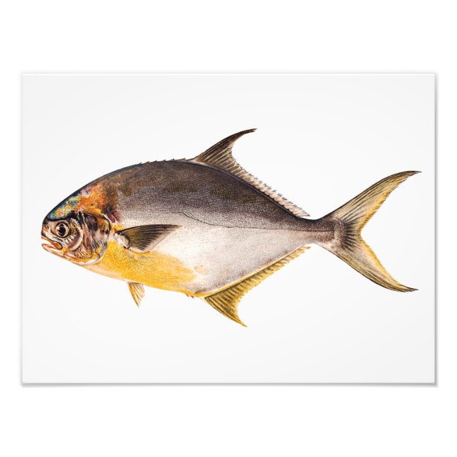 Foto Vintage Pompano Fish - Jogo Peixes Modelo Vazio (Frente)