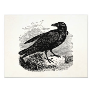 Foto Vintage Raven Black Bird Crow Personalised Birds
