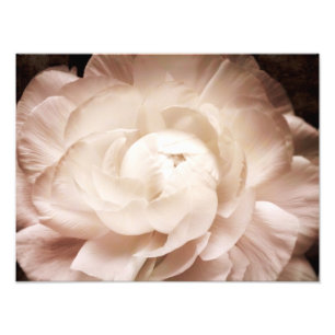 Foto Vintage Sepia White & Cream Ranunculus Fundo