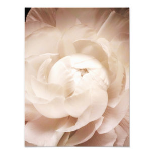 Foto Vintage Sepia White & Cream Ranunculus Fundo