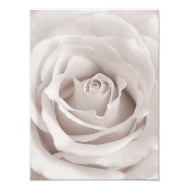 Foto Vintage Sepia White e Cream Rosa em Segundo Plano  (Frente)