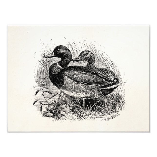 Foto Vintage Wild Mallard Ducks Personalizados Modelo (Frente)