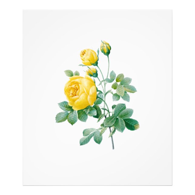 Foto Vintage Yellow Rose Fine art (Frente)