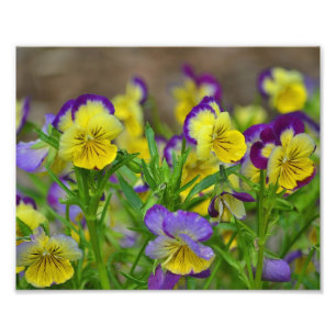 Foto Viola Photo Impressão