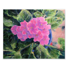 Foto Violeta africana