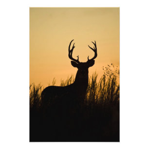 Foto virginianus branco-atado do Odocoileus dos cervos)