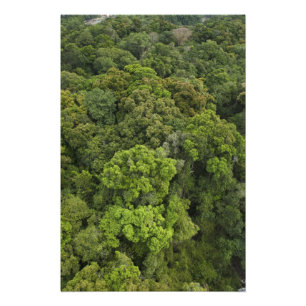 Foto Vista aérea da floresta tropical. Reserva de Iwokr