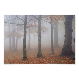 Foto Vista de outono de floresta nebulosa, Avô