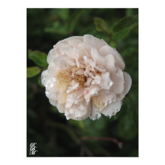 Foto Vista em uma Flor (Frente)