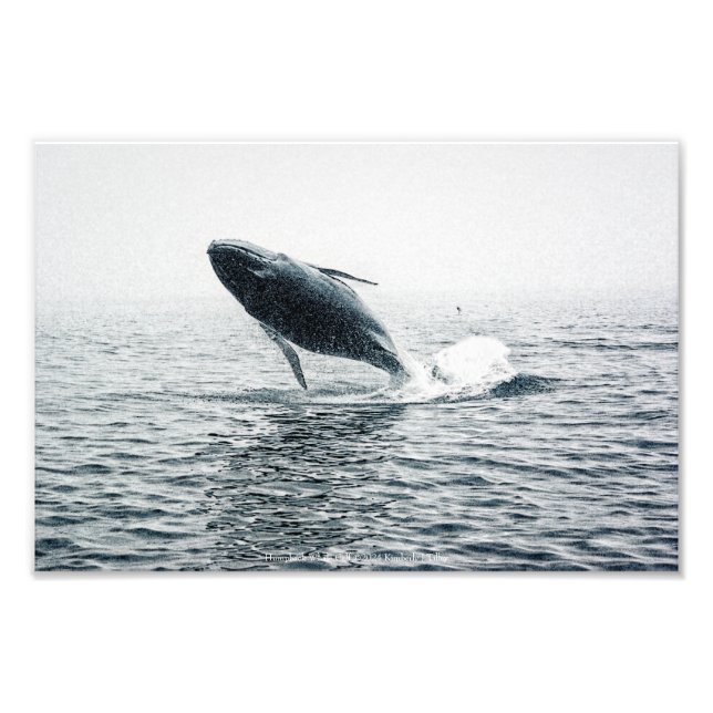 Foto Vitelo da Baleia de Humpback (Frente)
