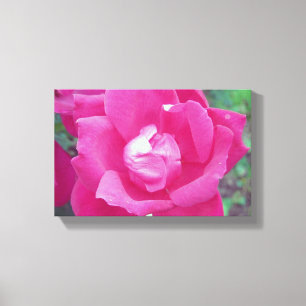 Foto vívida de Rosa rosa-quente, com Canvas estend
