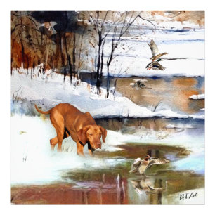 Foto Vizsla húngara, patos de caça no inverno