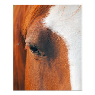 Foto Voar Num Olho De Cavalos