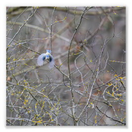Foto Vol de la mésange bleue
