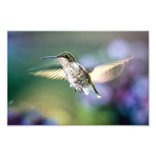 Foto Voo de Hummingbird