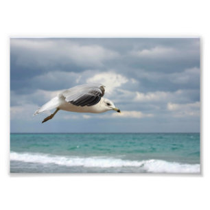 Foto Voo de Seagull